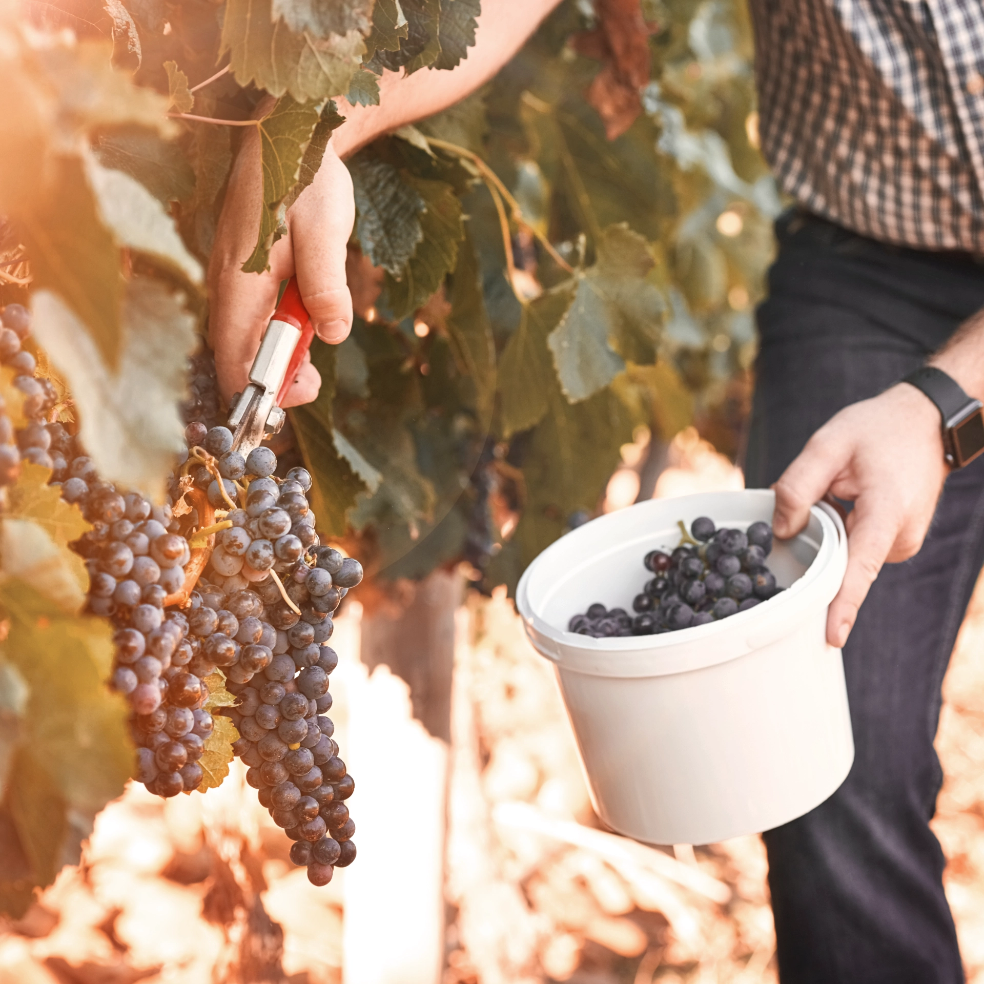 Gift Artisan Curated Experience Vineyard